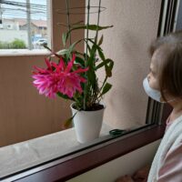さぼてんの花