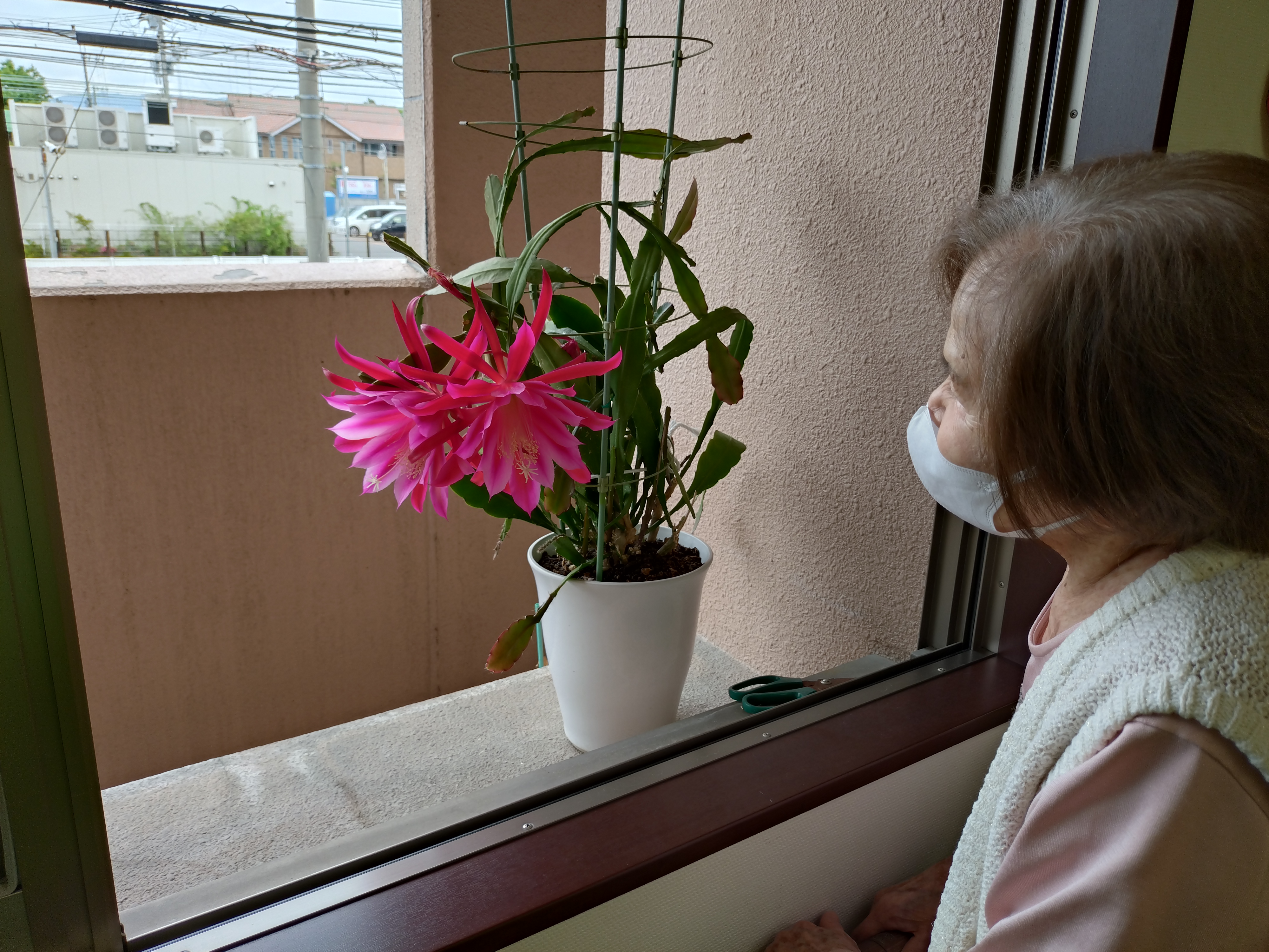 さぼてんの花